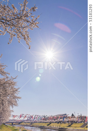 Koinobori and cherry blossoms 53181293