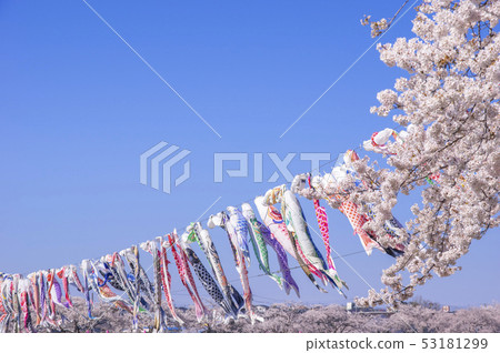 Koinobori和櫻花 Koinobori和櫻花 53181299