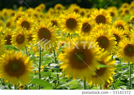 Sun flower field Sun flower field 53181372