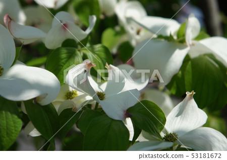 Dogwood 53181672