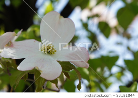 Dogwood Dogwood 53181844