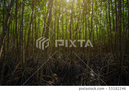 The forest mangrove in Chanthaburi Thailand. 53182246