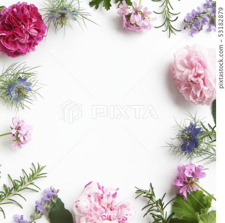 芳香圖像芳香花朵和葉子 芳香圖像芳香花朵和葉子 53182879
