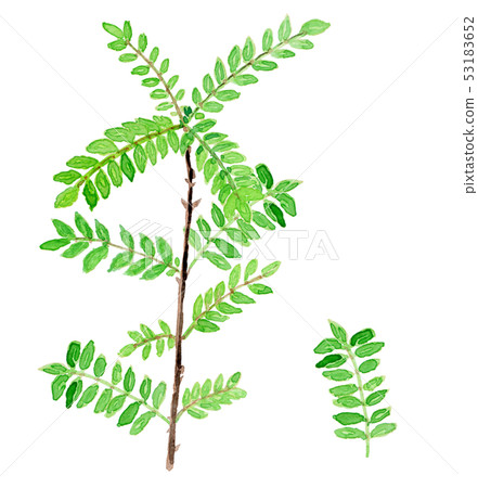 Zanthoxylum piperitum yam Zanthoxylum piperitum yam 53183652
