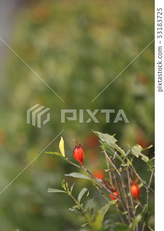 Gardenia fruit Gardenia fruit 53183725