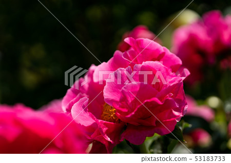 Close up of red glaze 53183733