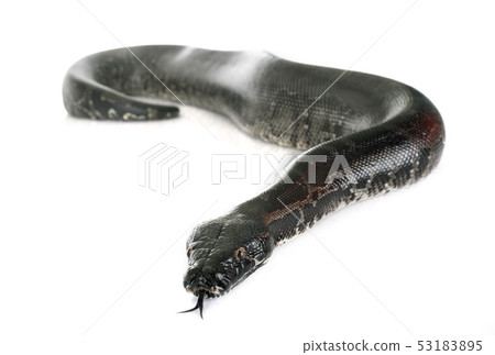 Python curtus in studio Python curtus in studio 53183895