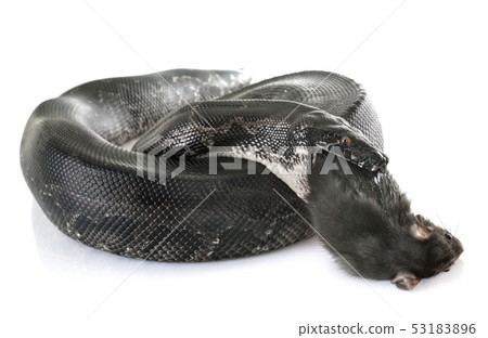 Python curtus in studio Python curtus in studio 53183896
