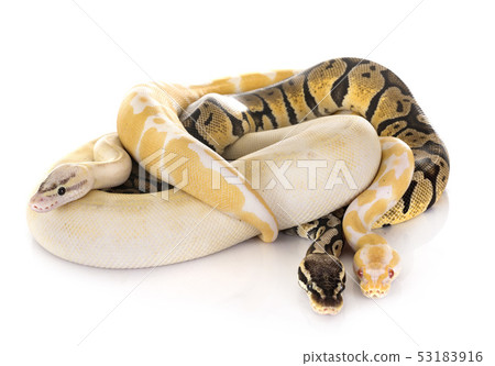 Ball pythons in studio 53183916