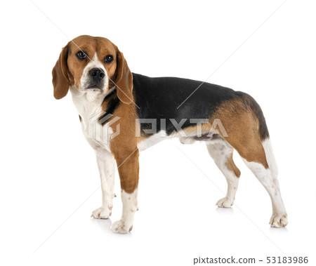 beagle in studio 53183986