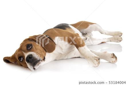 beagle in studio 53184004