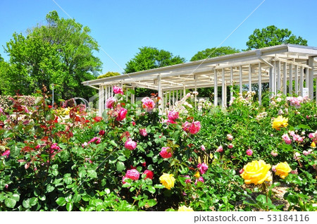 Kamakura City Hibiya Kadan Ofuna Flower Center Rose garden and rest area 53184116