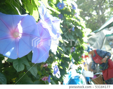 喇叭花 53184177