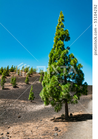 Teide National Park 53184292