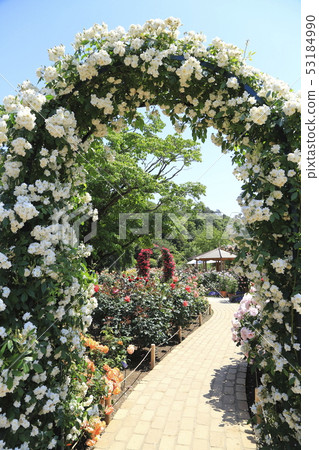 足利花卉公園玫瑰季 足利花卉公園玫瑰季 53184990