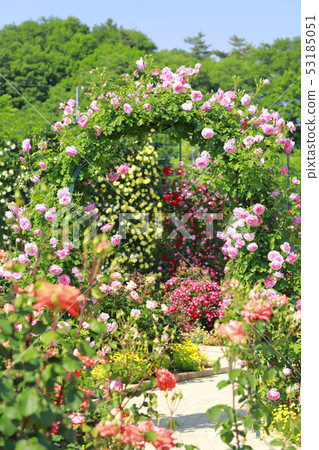 Ashikaga Flower Park Rose Season Ashikaga Flower Park Rose Season 53185051