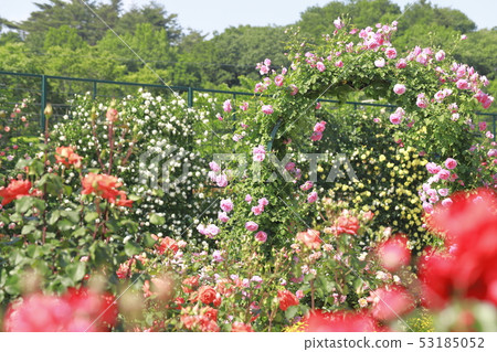 足利花卉公園玫瑰季 足利花卉公園玫瑰季 53185052