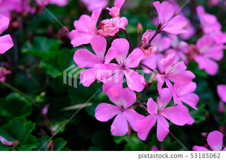 Geranium flower nature 53185062