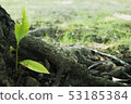 新鮮的綠色森林 53185384