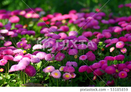 雛菊 雛菊 53185859