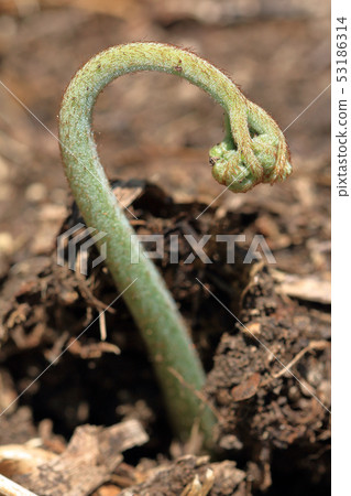 Seedlings of Bracken Shimi Town, Fukushima Prefecture 53186314