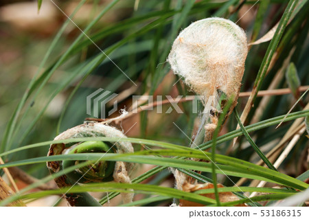 Spring fluff and green stems-Shimizawa Shimi-machi, Fukushima Prefecture 53186315