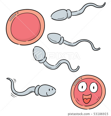 vector set of sperm and egg vector set of sperm and egg 53186915