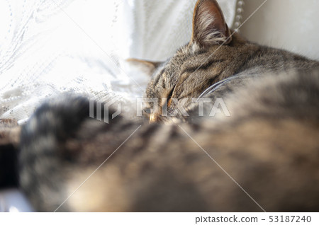 Figurine cat and healing 53187240