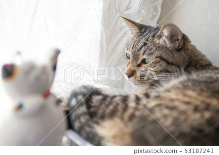 Figurine cat and healing 53187241