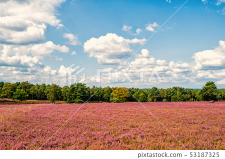 Heathland with flowering common heather Heathland with flowering common heather 53187325