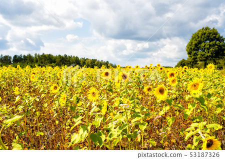Field of sunflowers (Helianthus annuus) in the Field of sunflowers (Helianthus annuus) in the 53187326