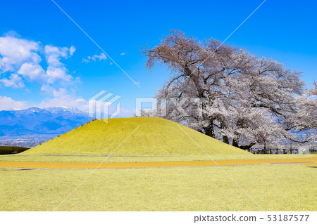 [山梨縣Kafuki-shi] Yatsushiro Hometown Park的Koshu Kageage櫻花和Kashiwazuka墳塚 53187577