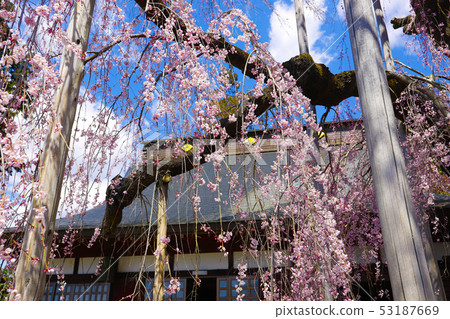 [Kanashi Prefecture, Yamanashi Prefecture] Natural monument of prefecture Itokura of Jiyunji Temple 53187669