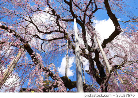 [Kanashi Prefecture, Yamanashi Prefecture] Natural monument of prefecture Itokura of Jiyunji Temple 53187670