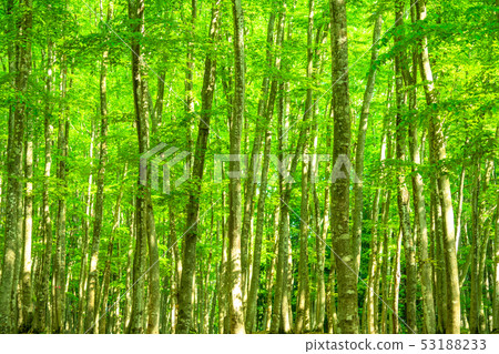 Fresh green and eco image Fresh green and eco image 53188233
