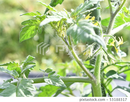 Side bud of mini tomato Side bud of mini tomato 53188317