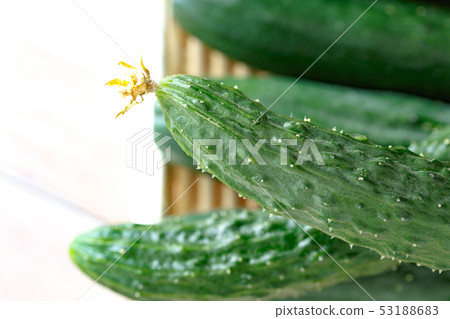 Cucumber Suyo (Yotsuba) Cucumber Cucumber Suyo (Yotsuba) Cucumber 53188683