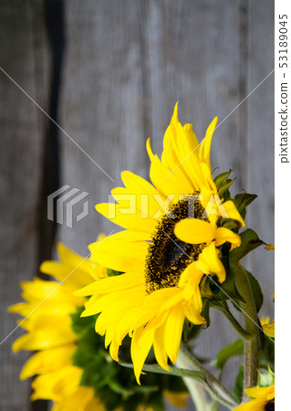 Sunflowers against rustic wood background Sunflowers against rustic wood background 53189045