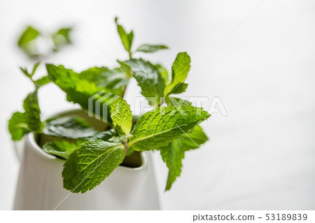 Mint leaves in white jar 53189839