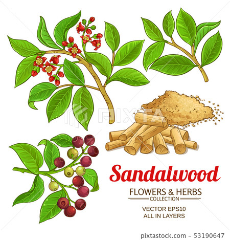Sandalwood Vector Set Stock Illustration