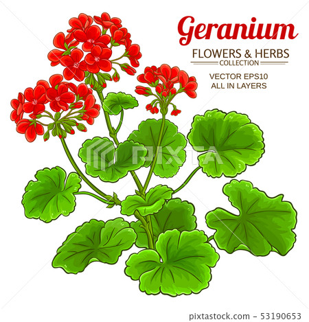 geranium plant illustration 53190653