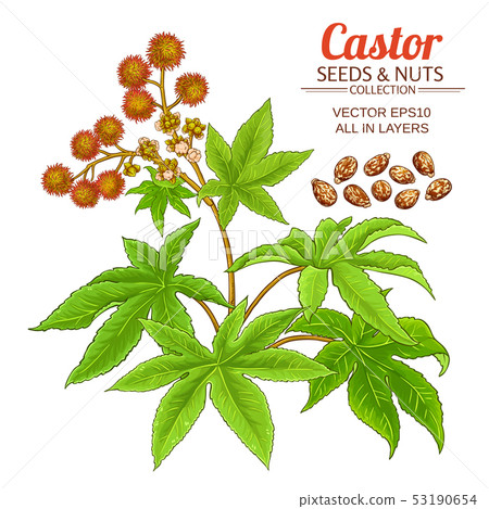 castor vector set 53190654