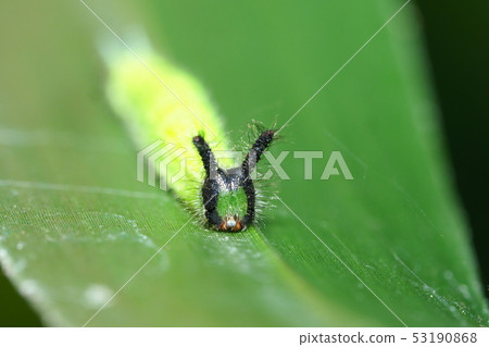 Crocodon butterfly larva Crocodon butterfly larva 53190868