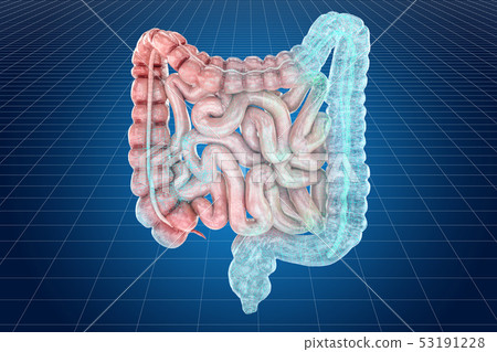 Visualization 3d cad model of human bowel 53191228