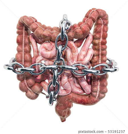 Human intestines with chain Human intestines with chain 53191237