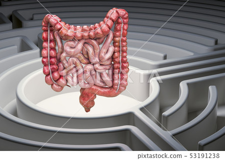 Human intestines in the labyrinth maze Human intestines in the labyrinth maze 53191238