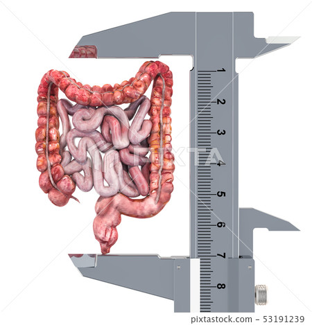 Human bowel with vernier caliper Human bowel with vernier caliper 53191239