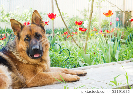 German shepherd dog lies in the garden of rest. 53191625