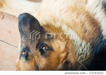 German shepherd dog lies in the garden of rest. 53191632
