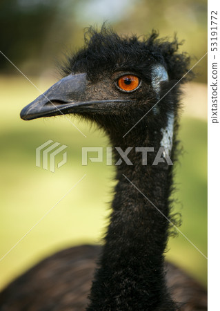 Australian Emu outdoors 53191772